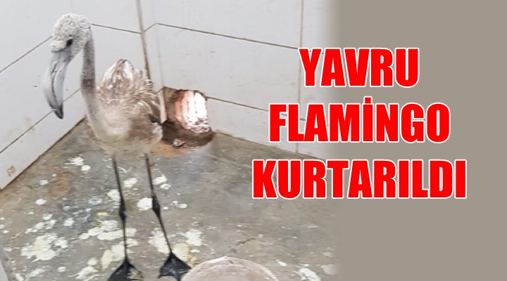 Yavru flamingo kurtarıldı...