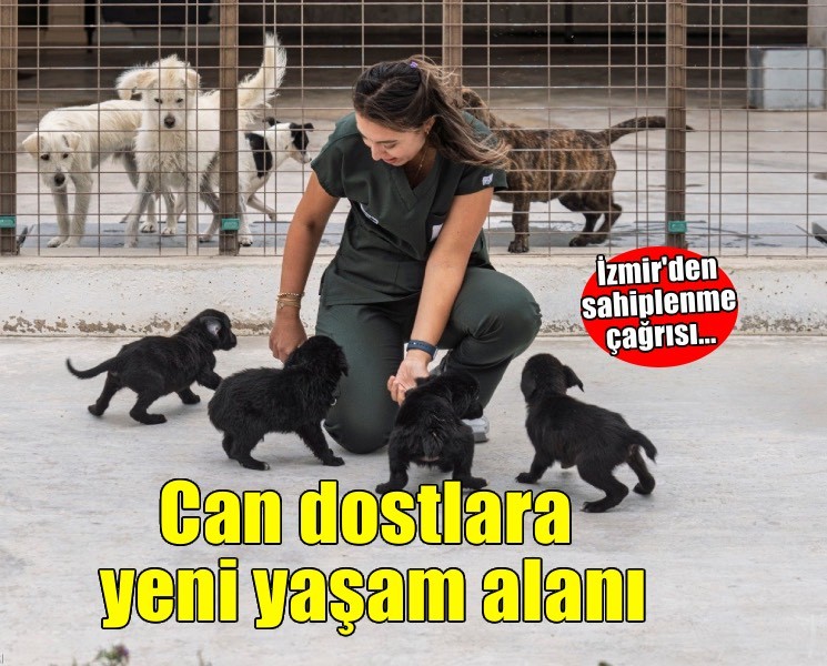 Bir yuva, bir canın hayatını değiştirir
