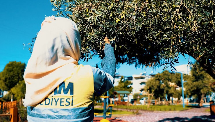 Didim Belediyesi zeytin hasadına başladı