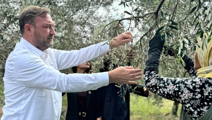 Gümrükçü'den zeytin uyarısı... ''Daldaki altın tarlada kalacak''