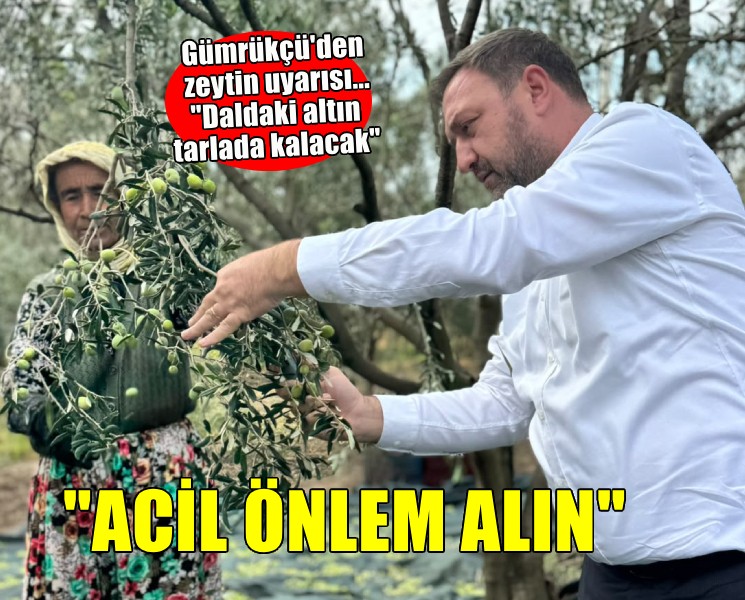 Gümrükçü'den zeytin uyarısı... ''Daldaki altın tarlada kalacak''