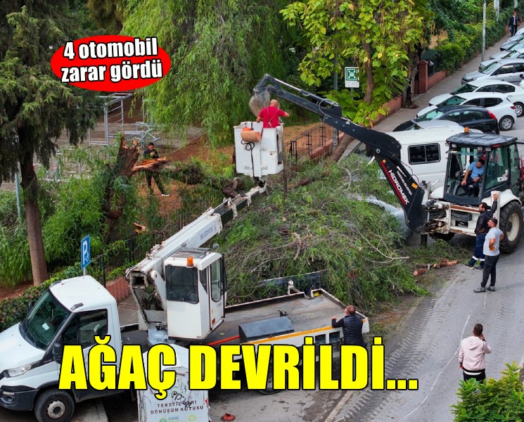 İzmir'de ağaç devrildi, 4 otomobil zarar gördü