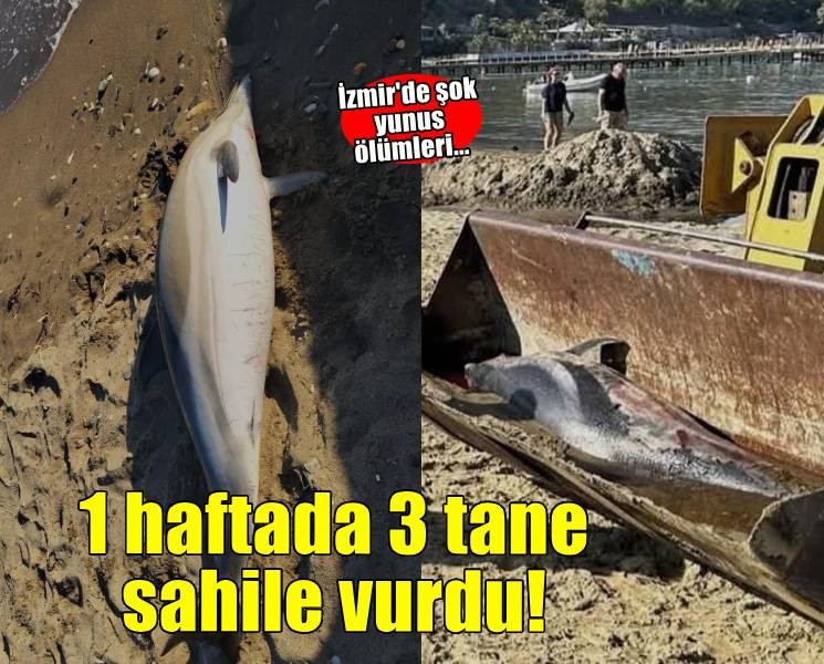 İzmir'de 1 haftada 3 yunus sahile vurdu!