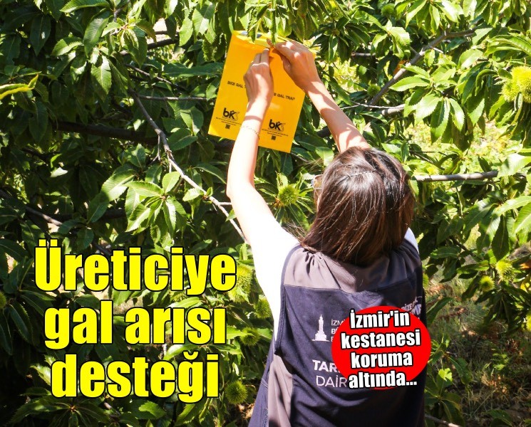 İzmir’in kestanesine gal arısı kalkanı