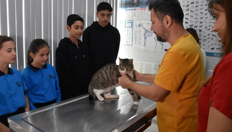 Ortaokul öğrencileri, yaralı kedi 'Kurabiye'nin tedavisi için harçlıklarını biriktirdi