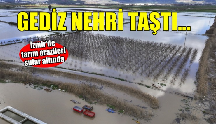 Gediz Nehri taştı, tarım arazileri sular altında kaldı