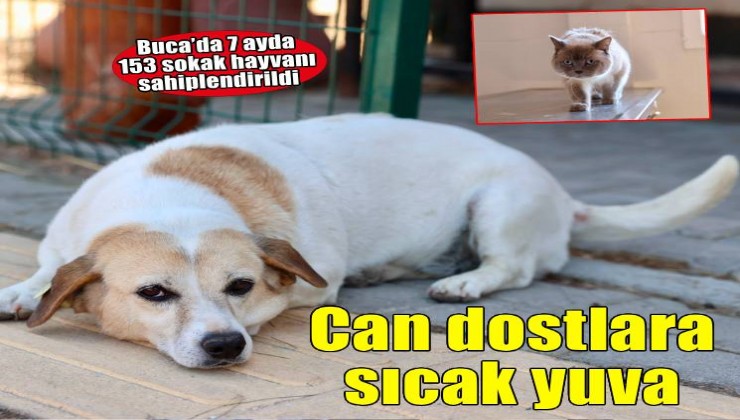 Buca’da can dostlara yuva seferberliği