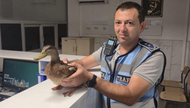 Trafiği durdurup ördeği kurtardılar