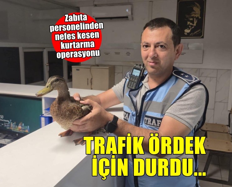 Trafiği durdurup ördeği kurtardılar