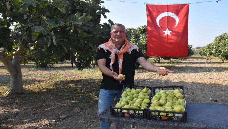 Bardacık inciri Torbalı'da toplanmaya başladı