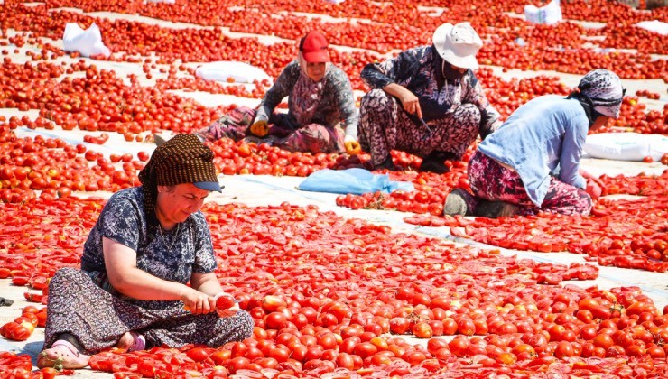 Büyükşehir’den sahada Kırmızı Altın mesaisi
