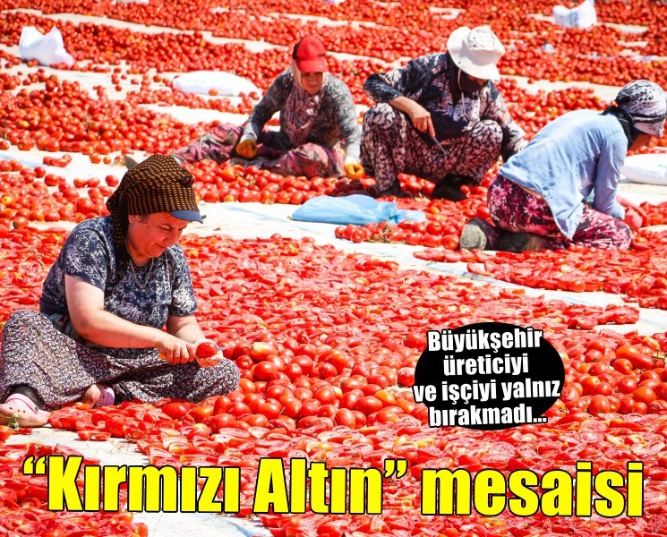 Büyükşehir’den sahada Kırmızı Altın mesaisi