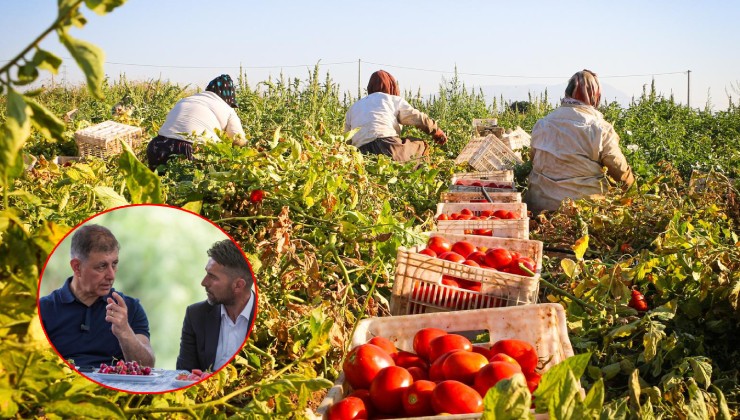 Büyükşehir’den domates ve çilek üreticisine iklim zırhı