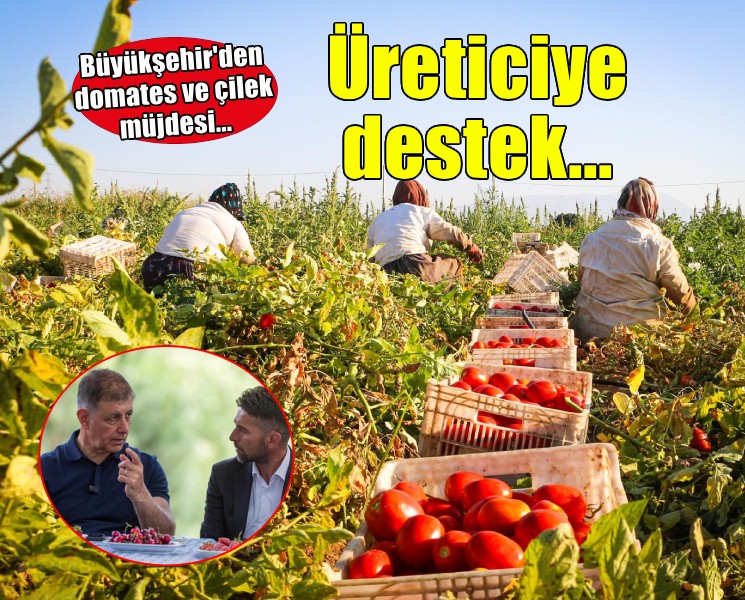 Büyükşehir’den domates ve çilek üreticisine iklim zırhı