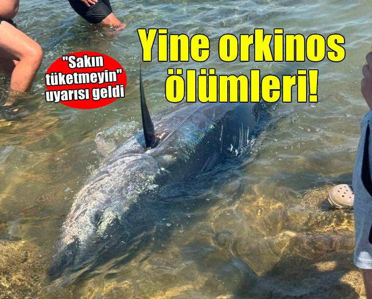 Çeşme kıyılarında yine orkinos ölümleri!