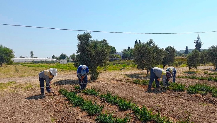 Didim Belediyesi'nden topraktan kente uzanan üretim