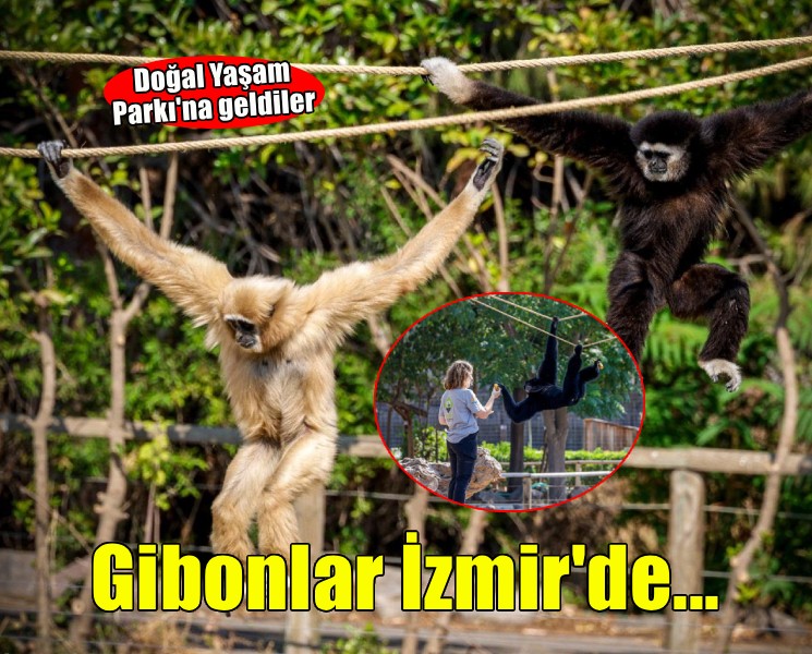 Doğal Yaşam Parkı'na gibonlar geldi!