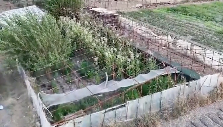 İzmir'de yasa dışı kenevir ekimi yapan şüpheli tutuklandı!