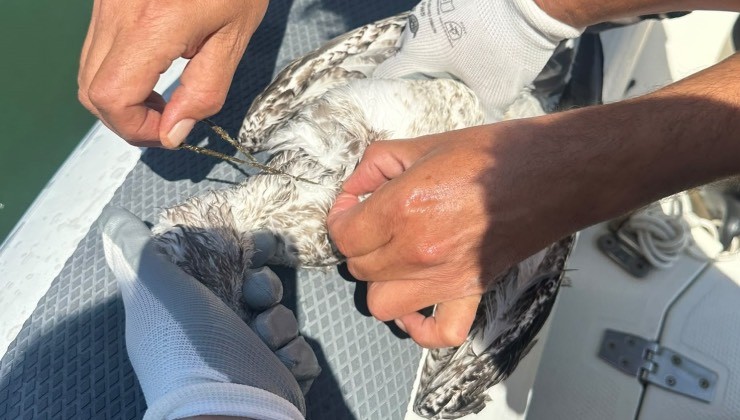 Kanadına dolanan misinadan kurtarılarak özgürlüğe uçtu