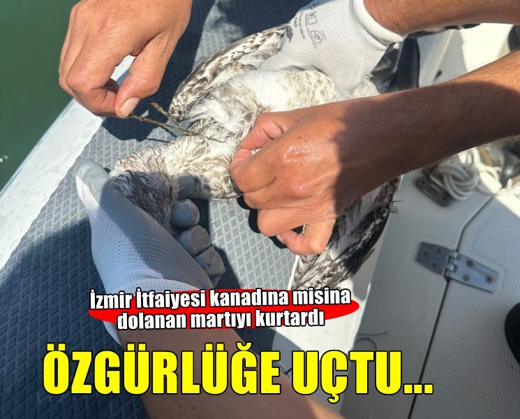 Kanadına dolanan misinadan kurtarılarak özgürlüğe uçtu