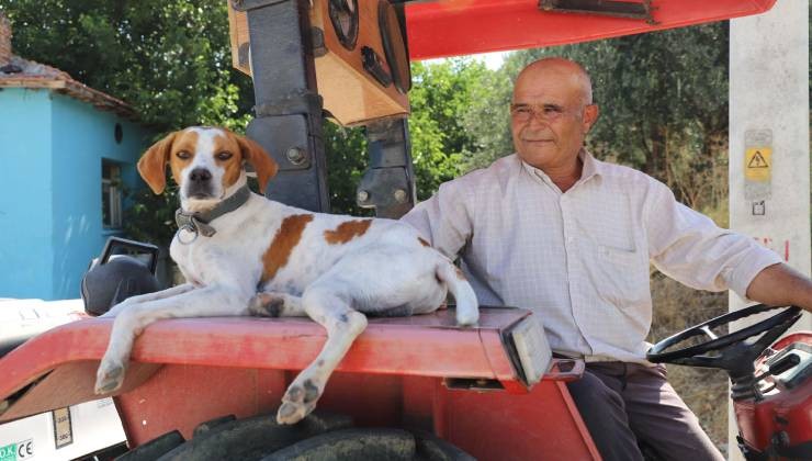 Köpek Benekli, kendisini sahiplenen çiftçinin 'yol arkadaşı' oldu