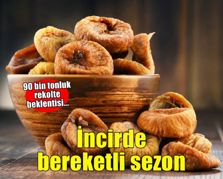 Kuru incirde 90 bin tonun üzerinde rekolte bekleniyor