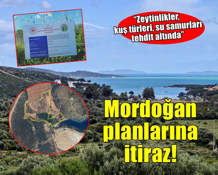 Mordoğan planlarına itiraz... Zeytinlikler, kuş türleri, su samurları tehdit altında