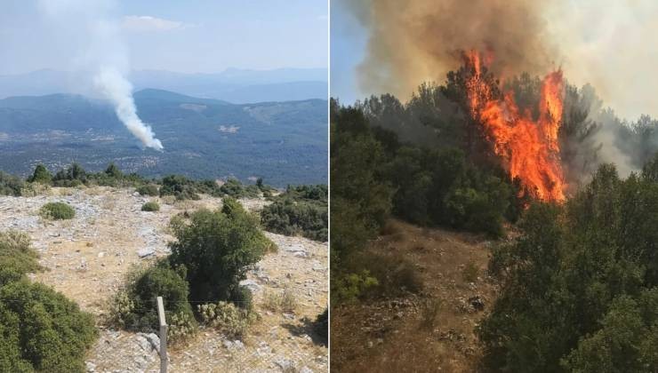Muğla Menteşe'de orman yangını!