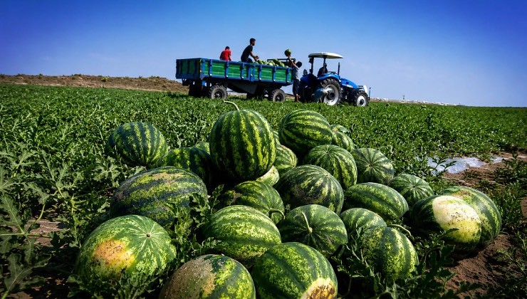 TÜİK, tarımda üretici fiyatlarındaki artışı açıkladı
