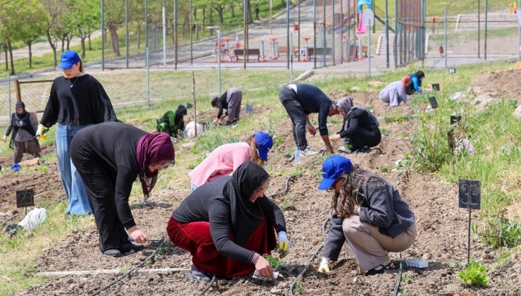 Toprakta hayat, sofrada bereket: Mahalle Bostanları’nda yaz hasadı