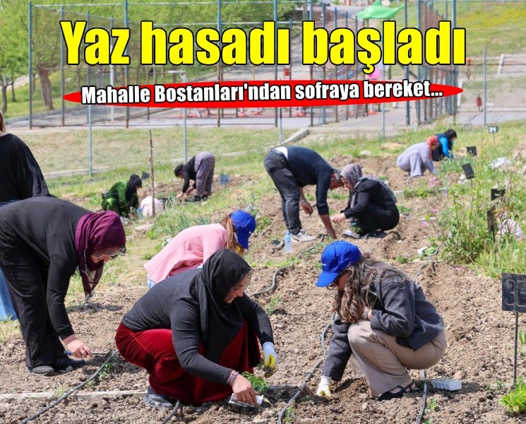 Toprakta hayat, sofrada bereket: Mahalle Bostanları’nda yaz hasadı