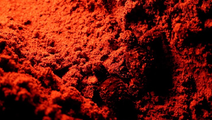 Didim'de sezonun son caretta carettaları denize uğurlandı