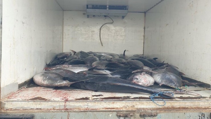 İzmir'de 3 ton mavi yüzgeçli orkinos ele geçirildi