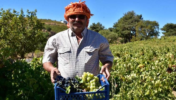 Kavacık üzümü bahçede 60, markette 150-200 lira