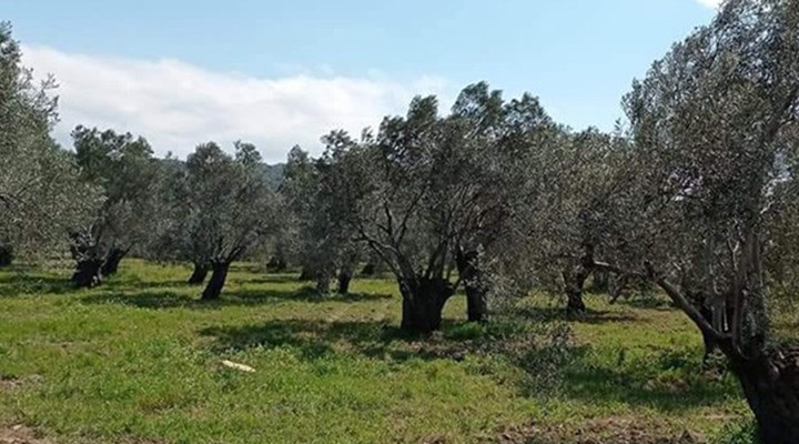 250 zeytin ağacı ranta kurban edilecek