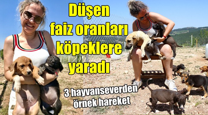 3 hayvanseverden örnek hareket... Düşen faiz oranları köpeklere yaradı!