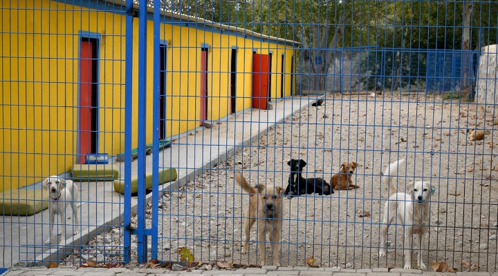 38 can dost Kuşadası nda hayata tutundu!