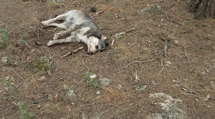 5 sokak köpeği zehirlenerek öldürüldü!