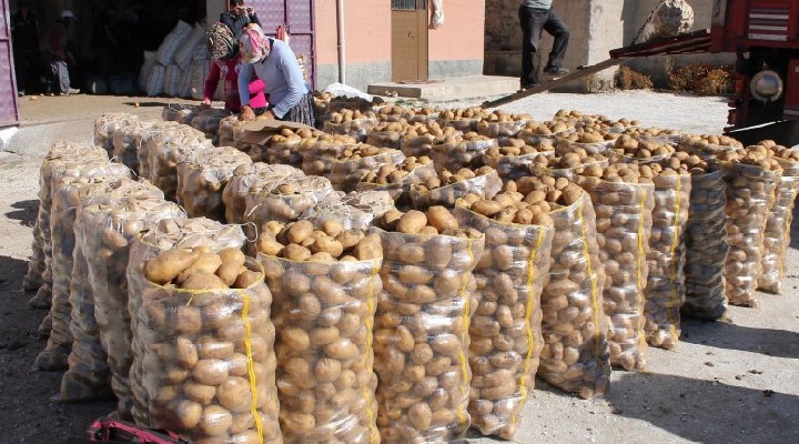 500 bin ton patates depoda çürüyecek