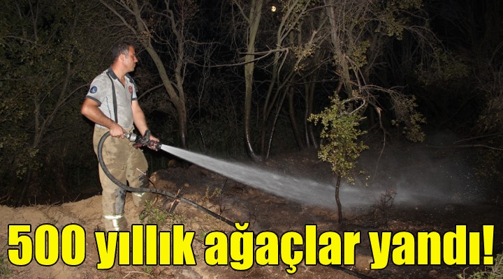 500 yıllık ağaçlar yandı!