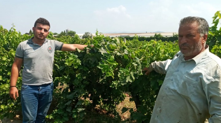 600 kilo üzümü bağdan kesip çaldılar