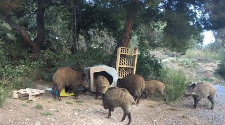 Aç kalan domuzlar şehre indi!