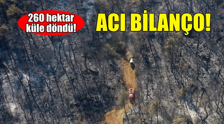 Acı bilanço... İzmir de 260 hektar küle döndü!