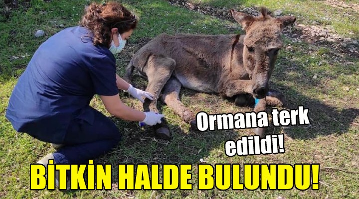 Açlıktan bitkin halde bulundu!