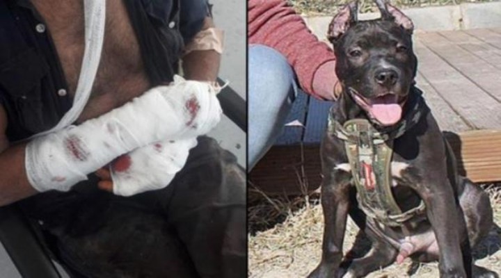 Ada da pitbull dehşeti! Polis vurarak ayırdı