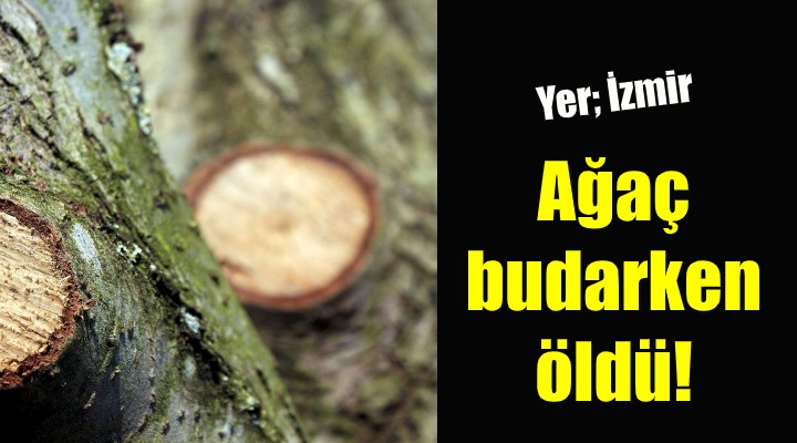 Ağaç budarken öldü!