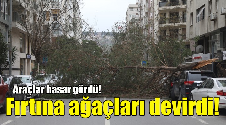 Ağaçlar araçların üzerine devrildi!