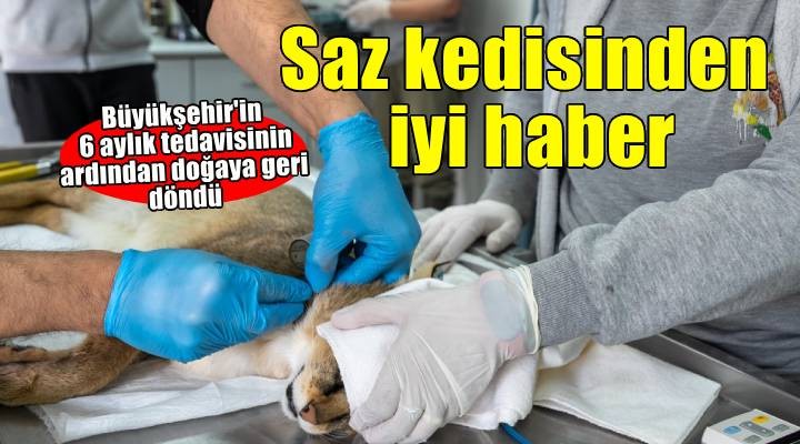 Ağır yaralı bulundu, sağlıklı şekilde doğaya salındı