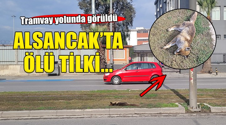 Alsancak ta ölü tilki bulundu