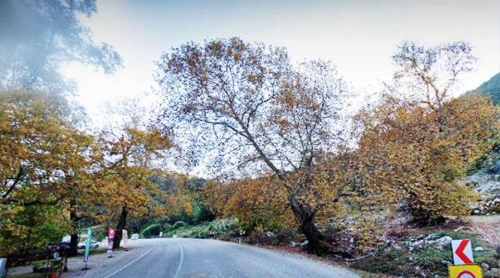 Antalya da çınar nöbeti!